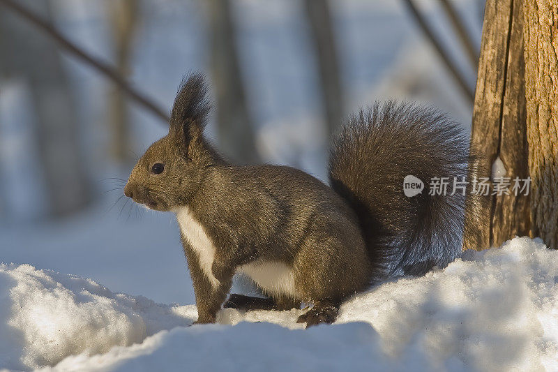 红松鼠，欧亚红松鼠或Ezo红松鼠，Sciurus vulgaris，是树松鼠的一种。红松鼠是一种栖息在树上的杂食性啮齿动物，在欧亚大陆很常见。北海道岛的亚种是东方体。Kussh湖附近